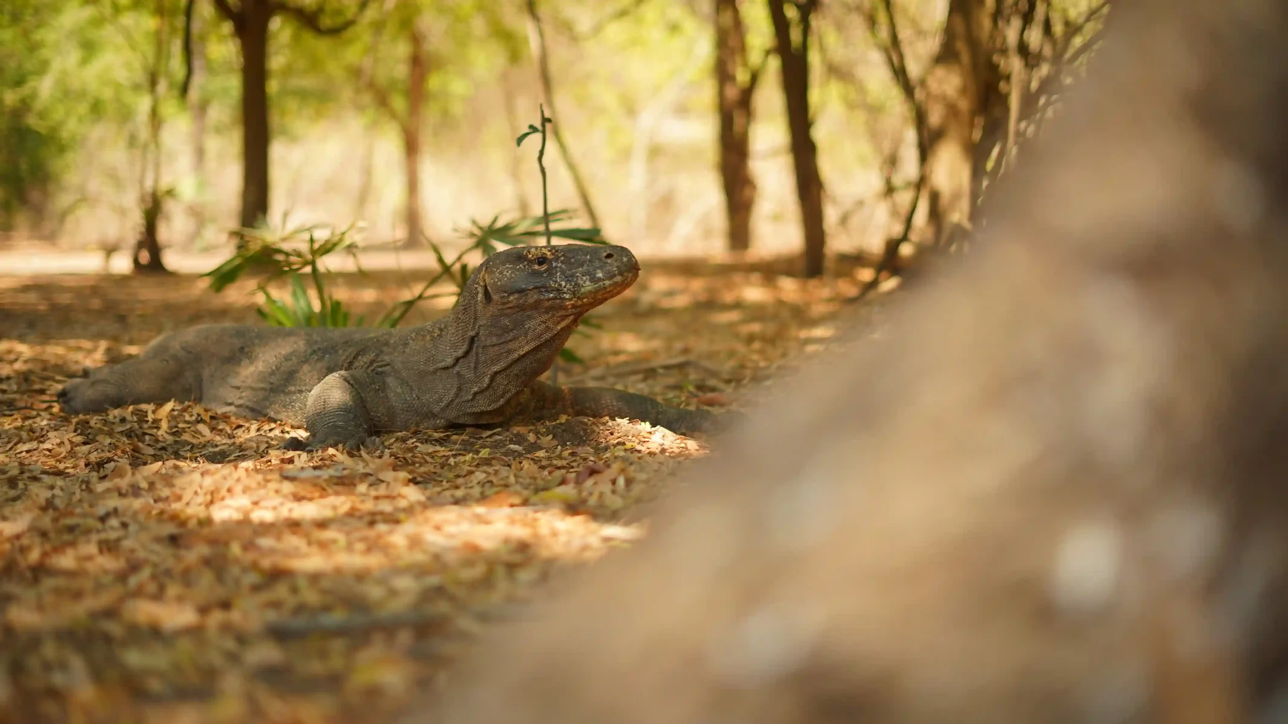 Komodo Dragon | Komodo National Park | Komodo Island Tour