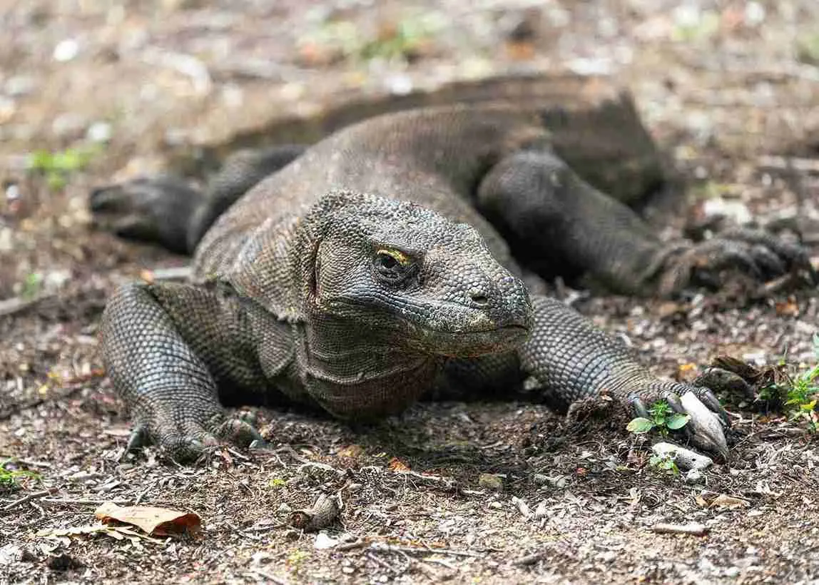 Komodo Dragon Tour | Komodo Island Tour | Tours Komodo
